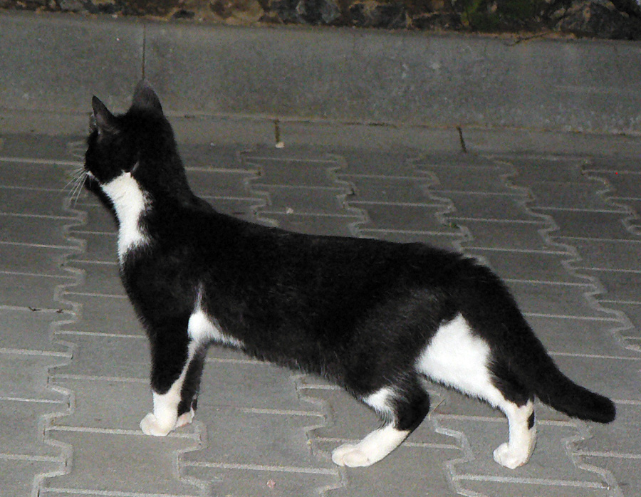 tatranska-selma-ultra-2016