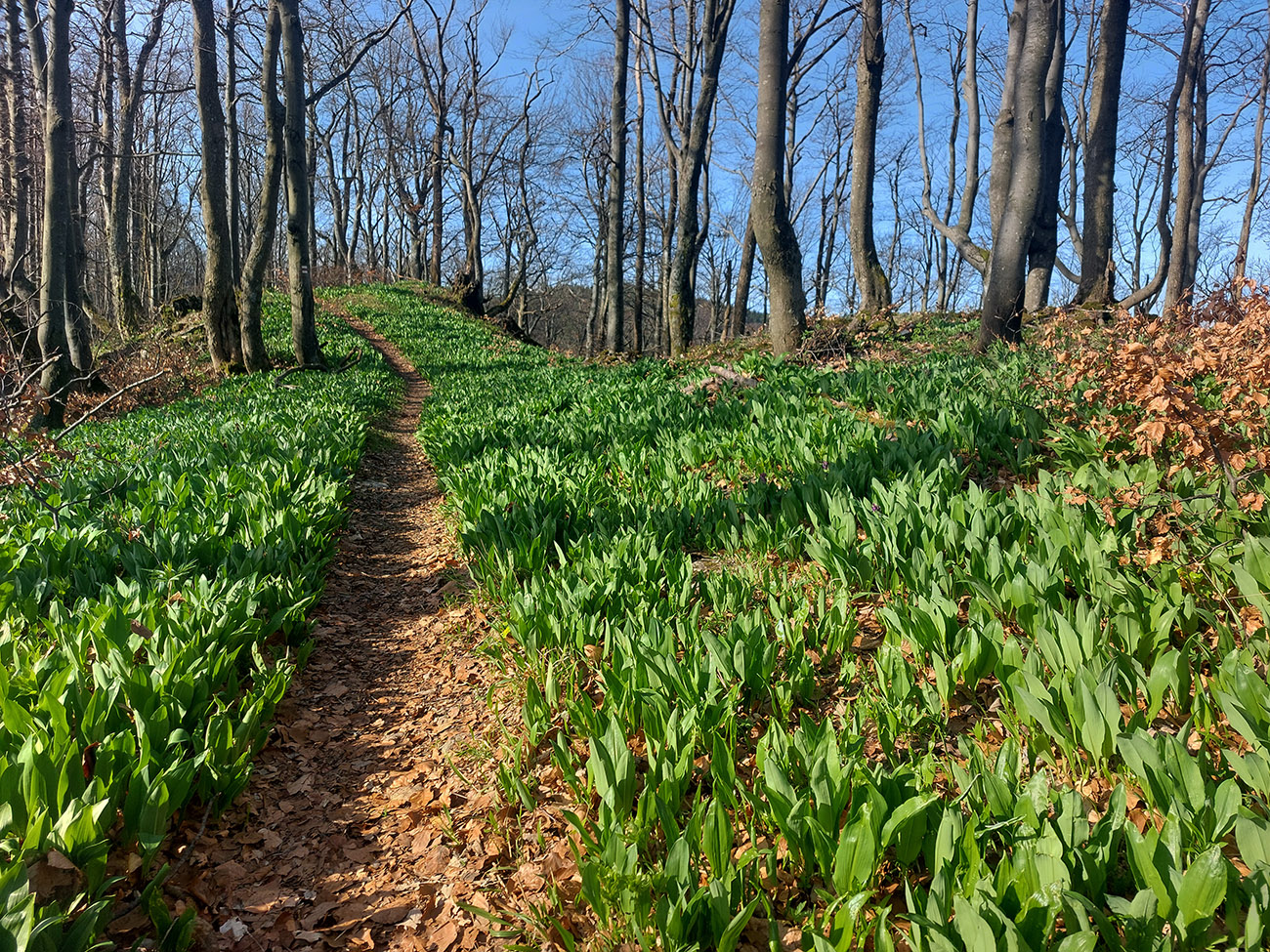 z-turca-do-rajca-a-nazad