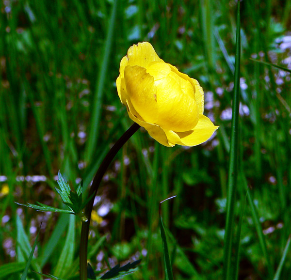 koprova-a-mengusovska-dolina-